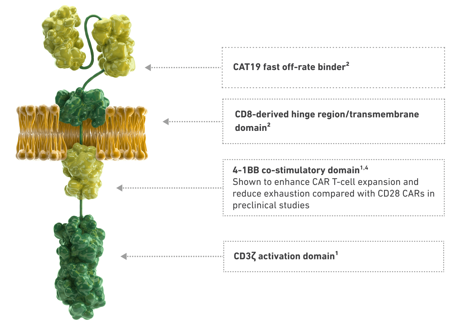 CAT-19 binding