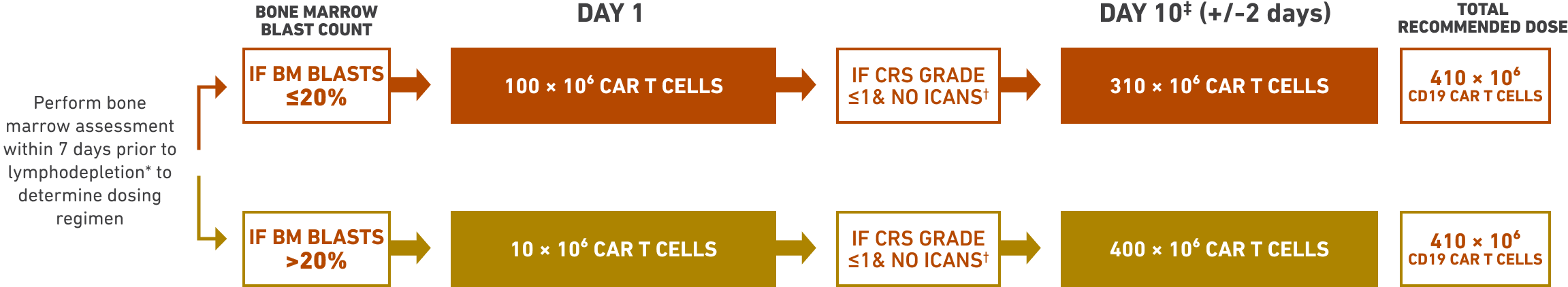 Customized tumor burden-guided dosing on days 1 and 10